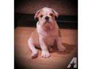 Bulldog Puppy for sale in LIVINGSTON, TN, USA