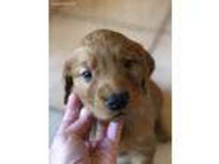 Golden Retriever Puppy for sale in Maryville, TN, USA