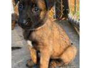 Belgian Malinois Puppy for sale in Ellerbe, NC, USA