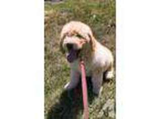 Goldendoodle Puppy for sale in OTIS ORCHARDS, WA, USA