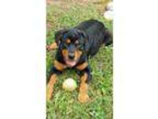 Rottweiler Puppy for sale in Spraggs, PA, USA