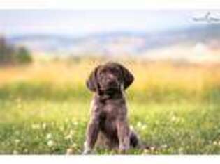 German Shorthaired Pointer Puppy for sale in Philadelphia, PA, USA
