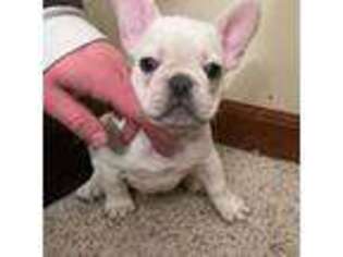 French Bulldog Puppy for sale in Colbert, WA, USA