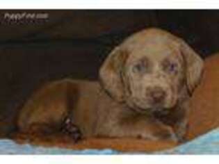 Labrador Retriever Puppy for sale in Heuvelton, NY, USA