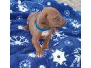 Rhodesian Ridgeback Puppy for sale in ARTESIA, NM, USA