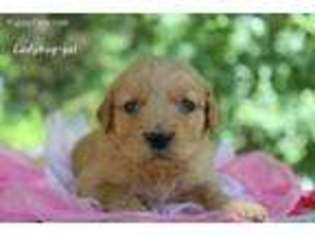 Golden Retriever Puppy for sale in East Bend, NC, USA