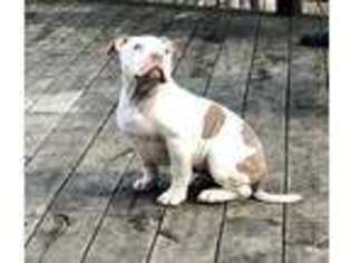 Mutt Puppy for sale in Birmingham, MI, USA