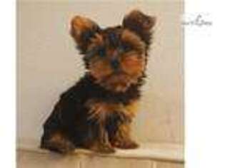 Yorkshire Terrier Puppy for sale in Santa Barbara, CA, USA