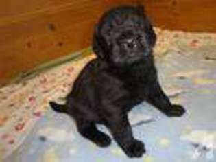 Labradoodle Puppy for sale in DOWLING, MI, USA