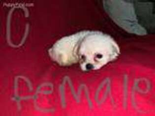 Maltese Puppy for sale in Goldsboro, NC, USA