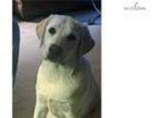 Labrador Retriever Puppy for sale in Tyler, TX, USA