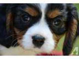 Cavalier King Charles Spaniel Puppy for sale in ARLINGTON, WA, USA