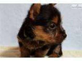 Australian Terrier Puppy for sale in Fayetteville, AR, USA