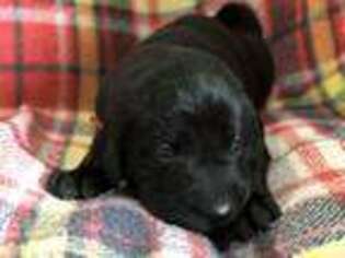 Labrador Retriever Puppy for sale in Craig, CO, USA