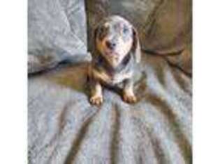 Dachshund Puppy for sale in Mc Bain, MI, USA