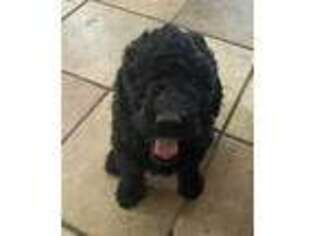 Labradoodle Puppy for sale in Victoria, TX, USA