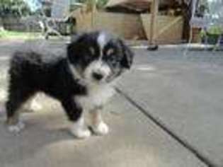 Australian Shepherd Puppy for sale in Orland Park, IL, USA