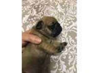 Frenchie Pug Puppy for sale in Ferndale, WA, USA