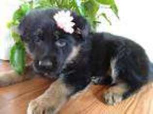 German Shepherd Dog Puppy for sale in Greencastle, PA, USA