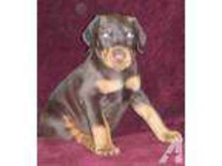 Doberman Pinscher Puppy for sale in FALLS CREEK, PA, USA