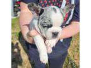 French Bulldog Puppy for sale in Lake Charles, LA, USA