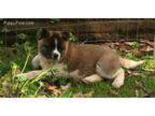 Akita Puppy for sale in Shelby, NC, USA