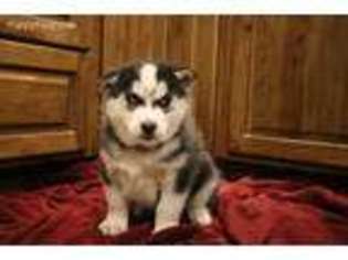 Siberian Husky Puppy for sale in Northumberland, PA, USA