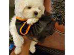 Bichon Frise Puppy for sale in Lakeland, FL, USA