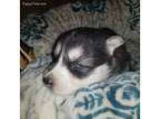 Siberian Husky Puppy for sale in Dunlap, TN, USA