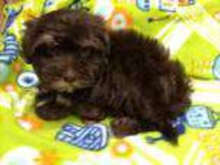 Havanese Puppy for sale in Fernwood, ID, USA