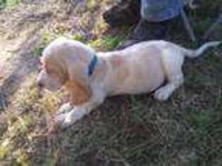Basset Hound Puppy for sale in Grovespring, MO, USA