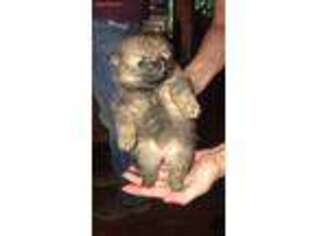 Pomeranian Puppy for sale in Mineral Bluff, GA, USA