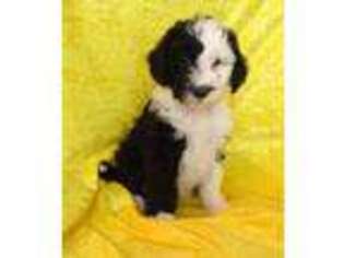 Mutt Puppy for sale in Hilbert, WI, USA