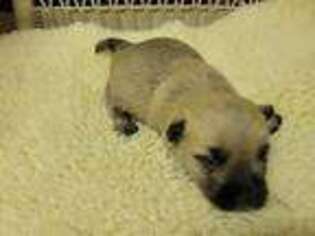 Cairn Terrier Puppy for sale in Burlington, NC, USA