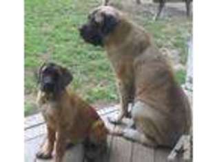 Mastiff Puppy for sale in FRENCHBURG, KY, USA
