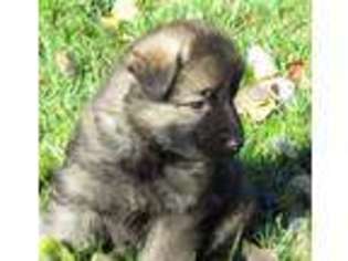 German Shepherd Dog Puppy for sale in GRAYLING, MI, USA