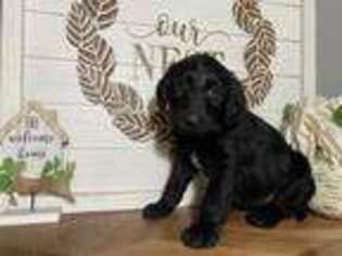 Labradoodle Puppy for sale in Lakewood, WA, USA