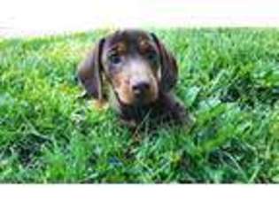 Dachshund Puppy for sale in Saint Peters, MO, USA