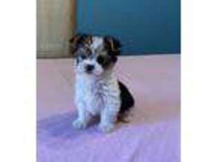 Yorkshire Terrier Puppy for sale in Pleasantville, TN, USA