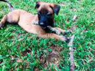 Belgian Malinois Puppy for sale in Grand Junction, TN, USA