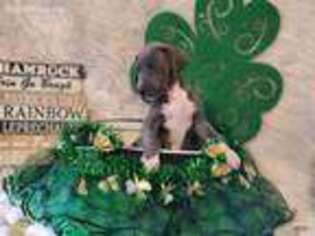 Great Dane Puppy for sale in New Market, VA, USA