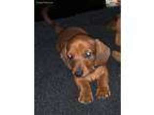 Dachshund Puppy for sale in Rigby, ID, USA