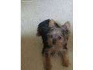 Yorkshire Terrier Puppy for sale in Potomac, MD, USA