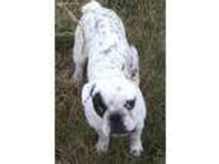 French Bulldog Puppy for sale in Oakville, WA, USA
