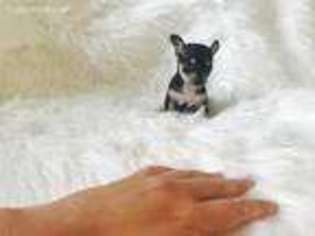 Chihuahua Puppy for sale in JEFFERSON, OH, USA
