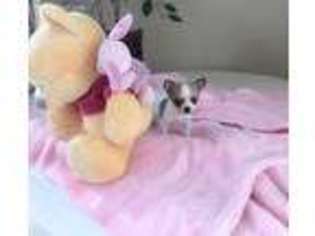 Chihuahua Puppy for sale in Linesville, PA, USA