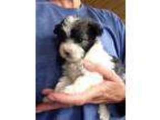 Havanese Puppy for sale in Mathews, VA, USA