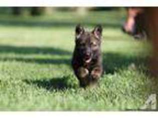German Shepherd Dog Puppy for sale in MAPLE PARK, IL, USA