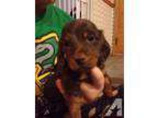 Mutt Puppy for sale in ANDOVER, OH, USA