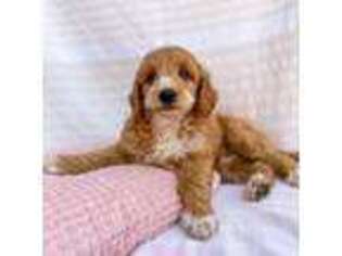 Goldendoodle Puppy for sale in Ridgefield, WA, USA